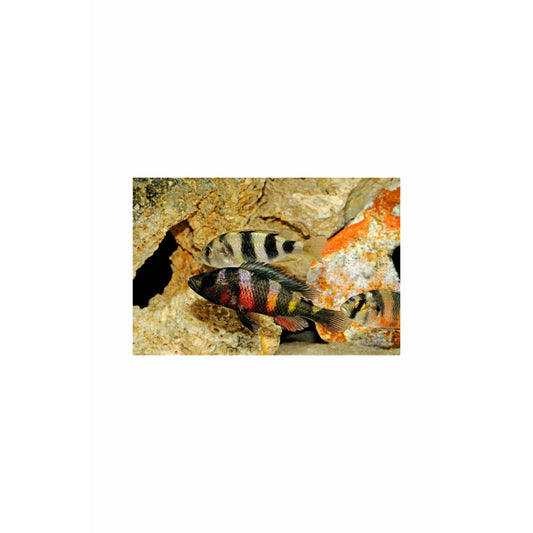 Zebra Obliquidens Cichlid