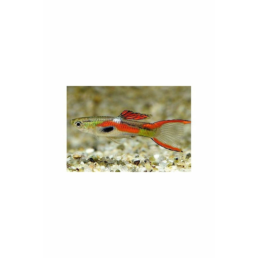 Endler guppy (Male Only)