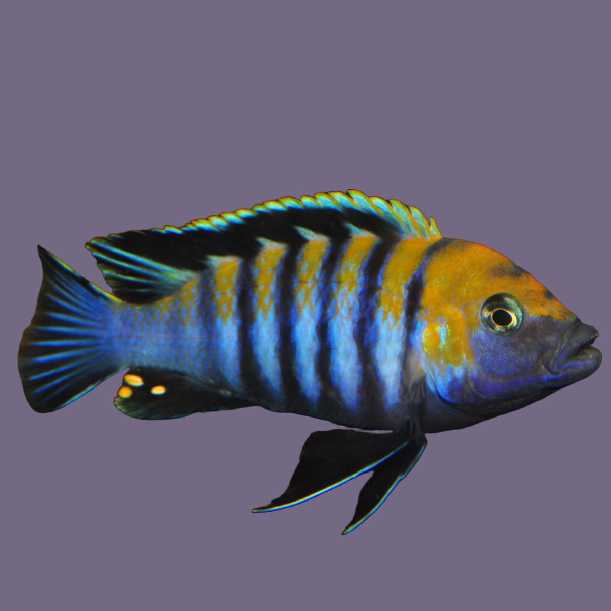 Afra Cobue Cichlid 2inch (Pair)