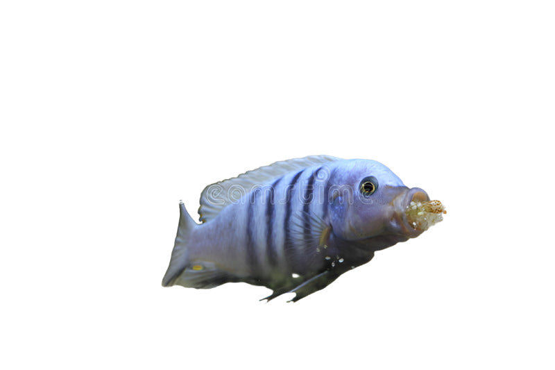 Afra Cobue Cichlid 2inch (Pair)
