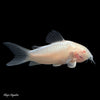 Albino Corydoras (Pair)