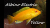 Albino Yellow Lab 2inch
