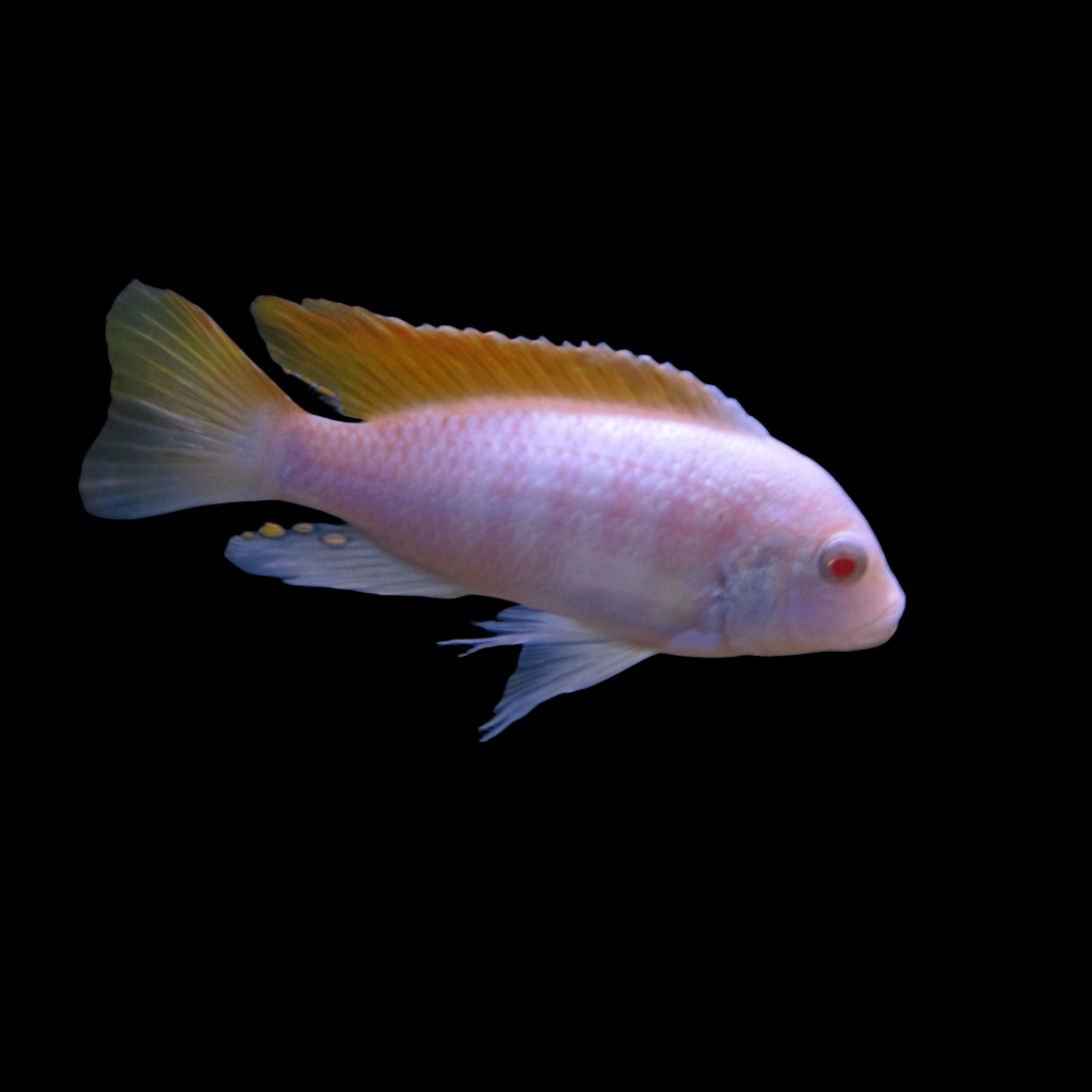 Albino Red Top Cichlid 2"