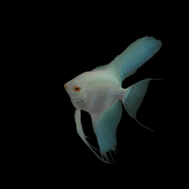 Albino Blue Angelfish *Rare*