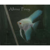 Albino Blue Angelfish *Rare*