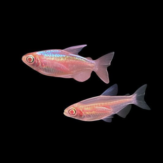 Albino Congo Tetra 1" (Pair)