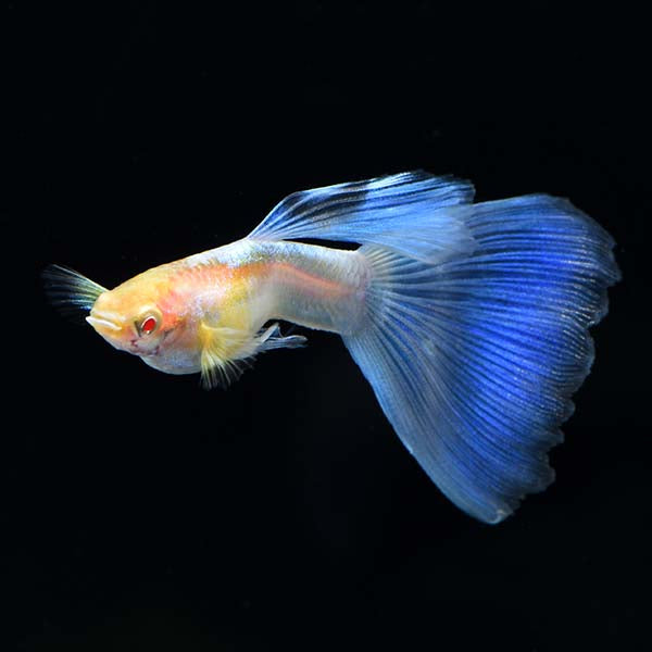 Albino Topaz Guppy (Pair)