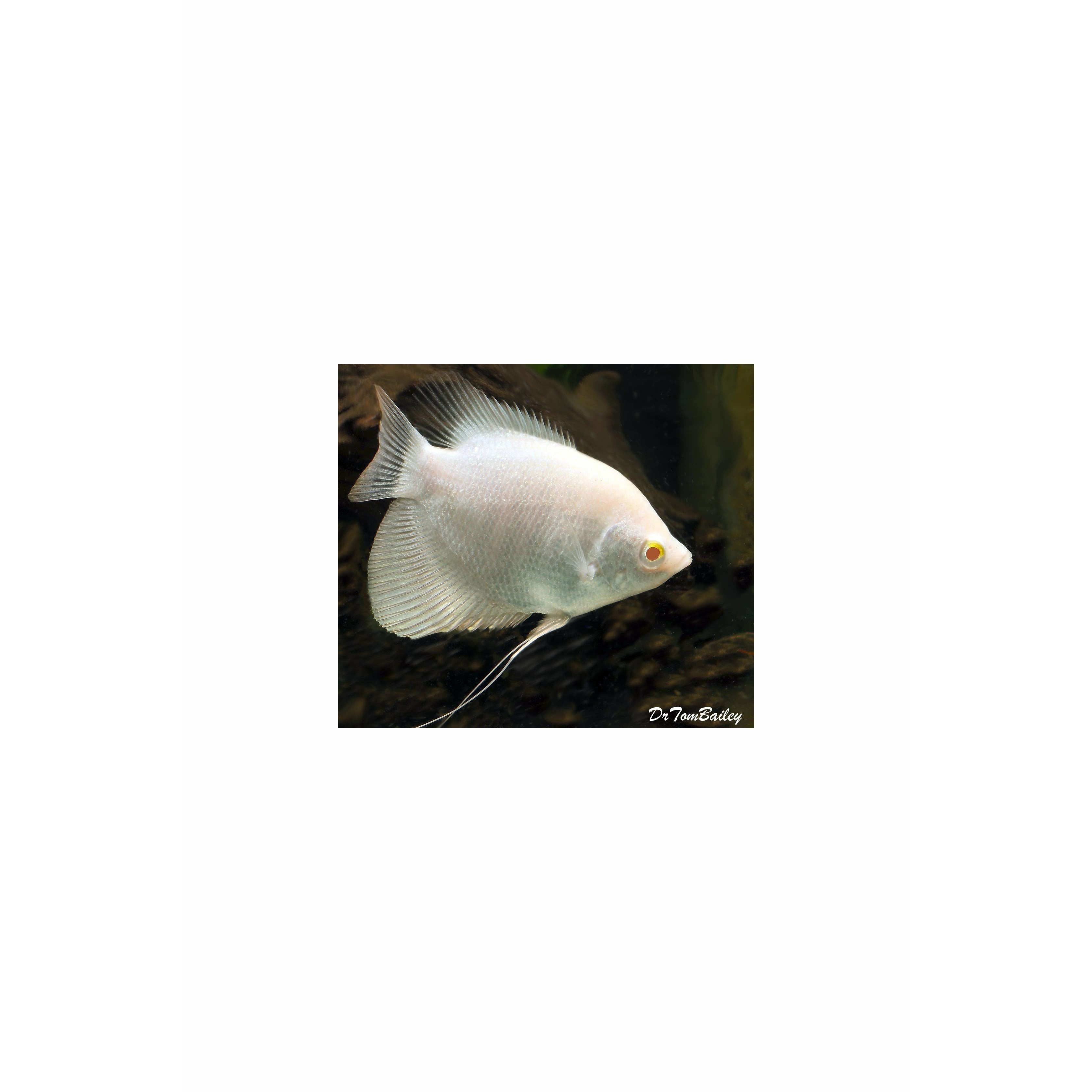 Albino Giant Gourami, 6"