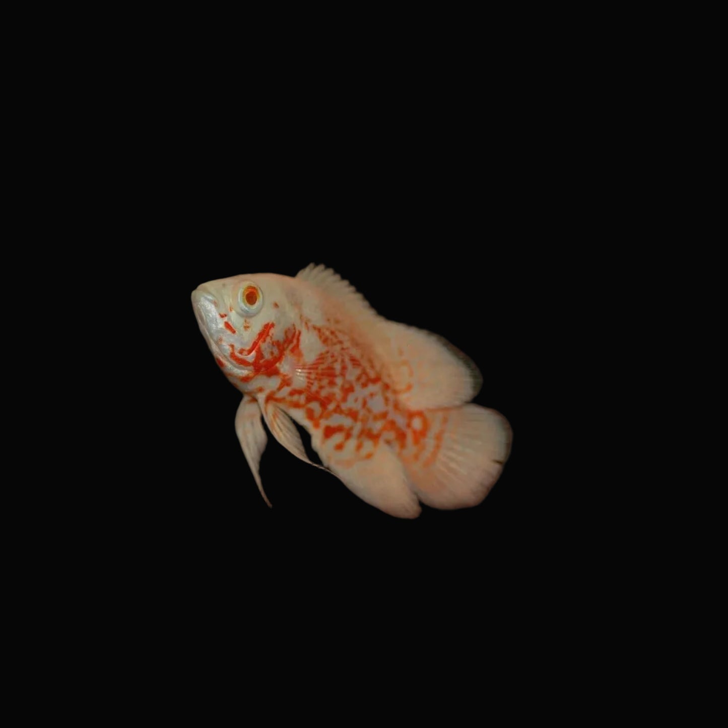Albino Oscar Cichlid