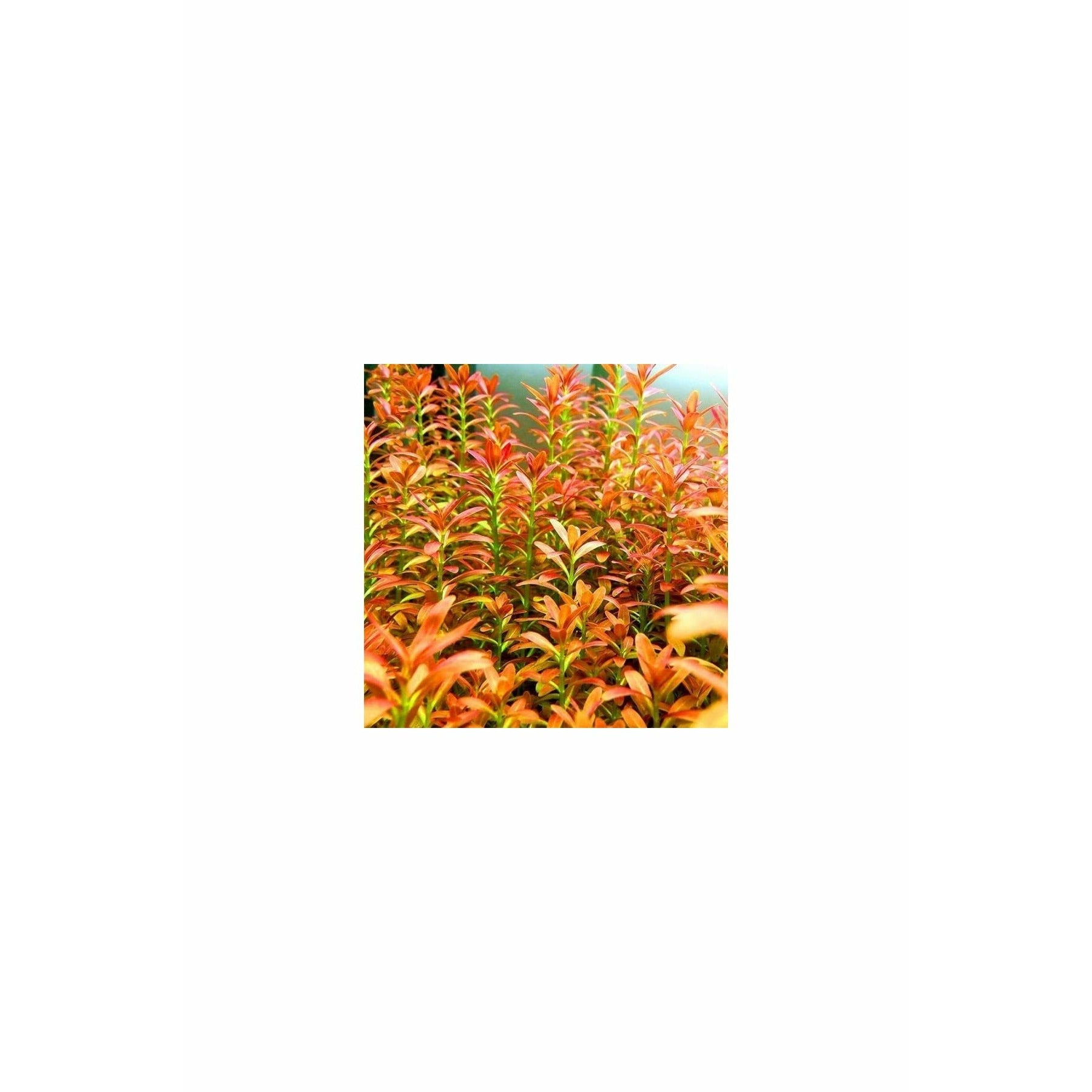 Ammania sp Sulawesi / Rotala Sp. Sunset