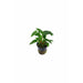 Anubias gracilis - Pot