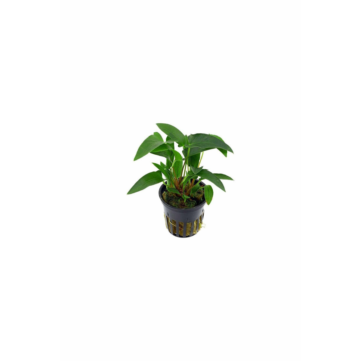 Anubias gracilis - Pot