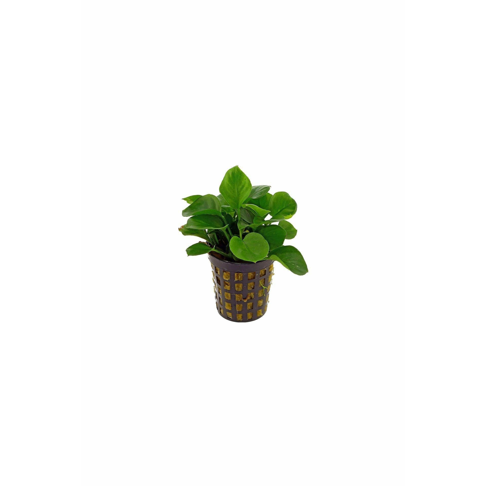 Anubias barteri var. "Nana"