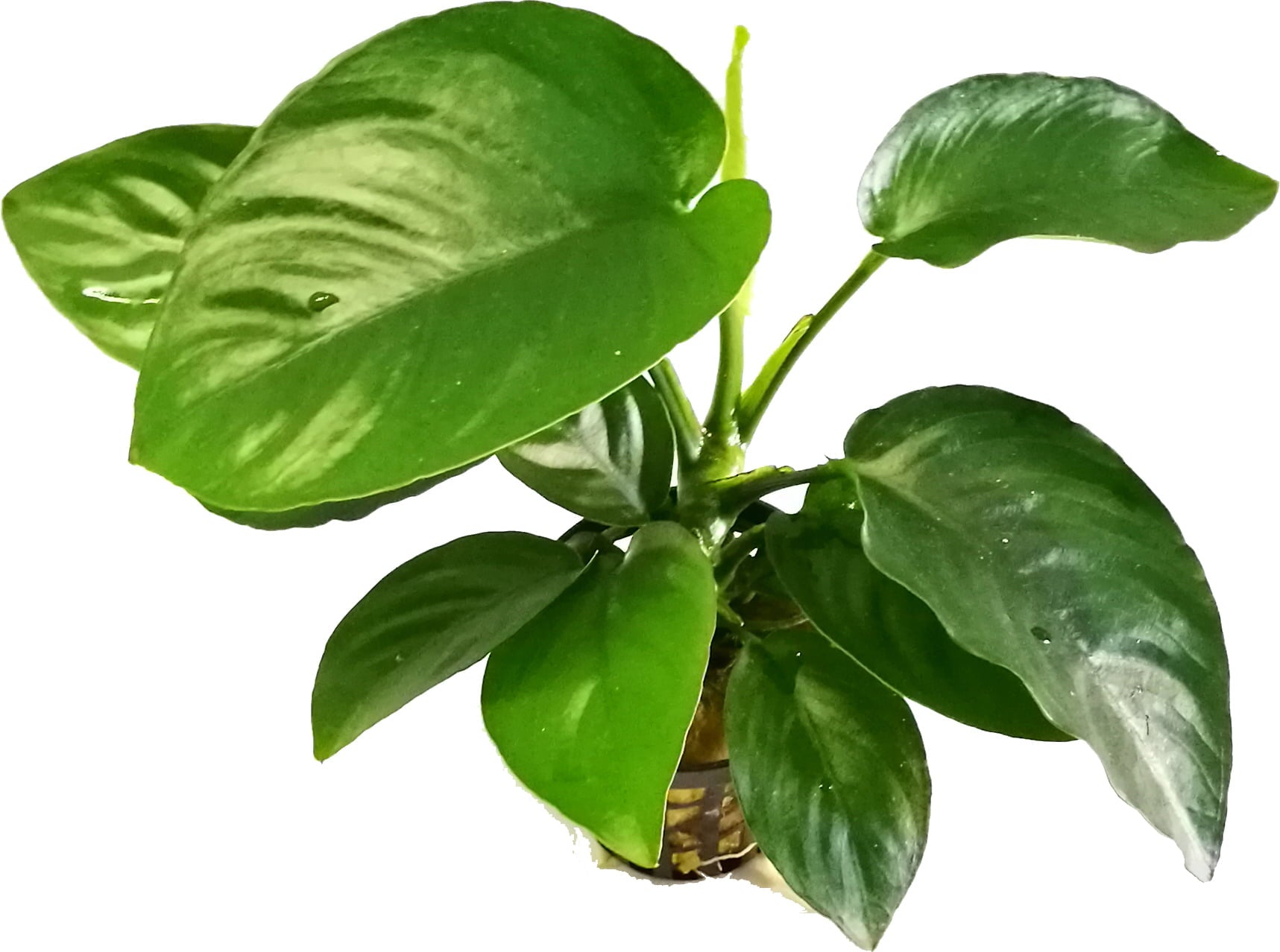 Anubias barteri