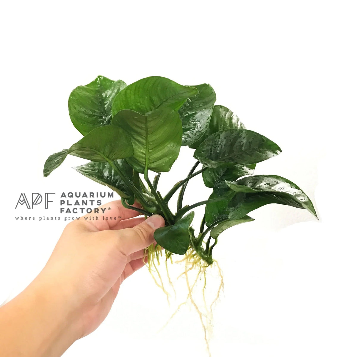 Anubias Butterfly XL