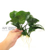 products/anubias.butterfly.best4pets.in.webp