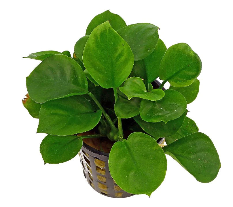 Anubias barteri var nana Round Leaf