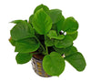products/anubias.coin.leaf.best4pets.in.webp