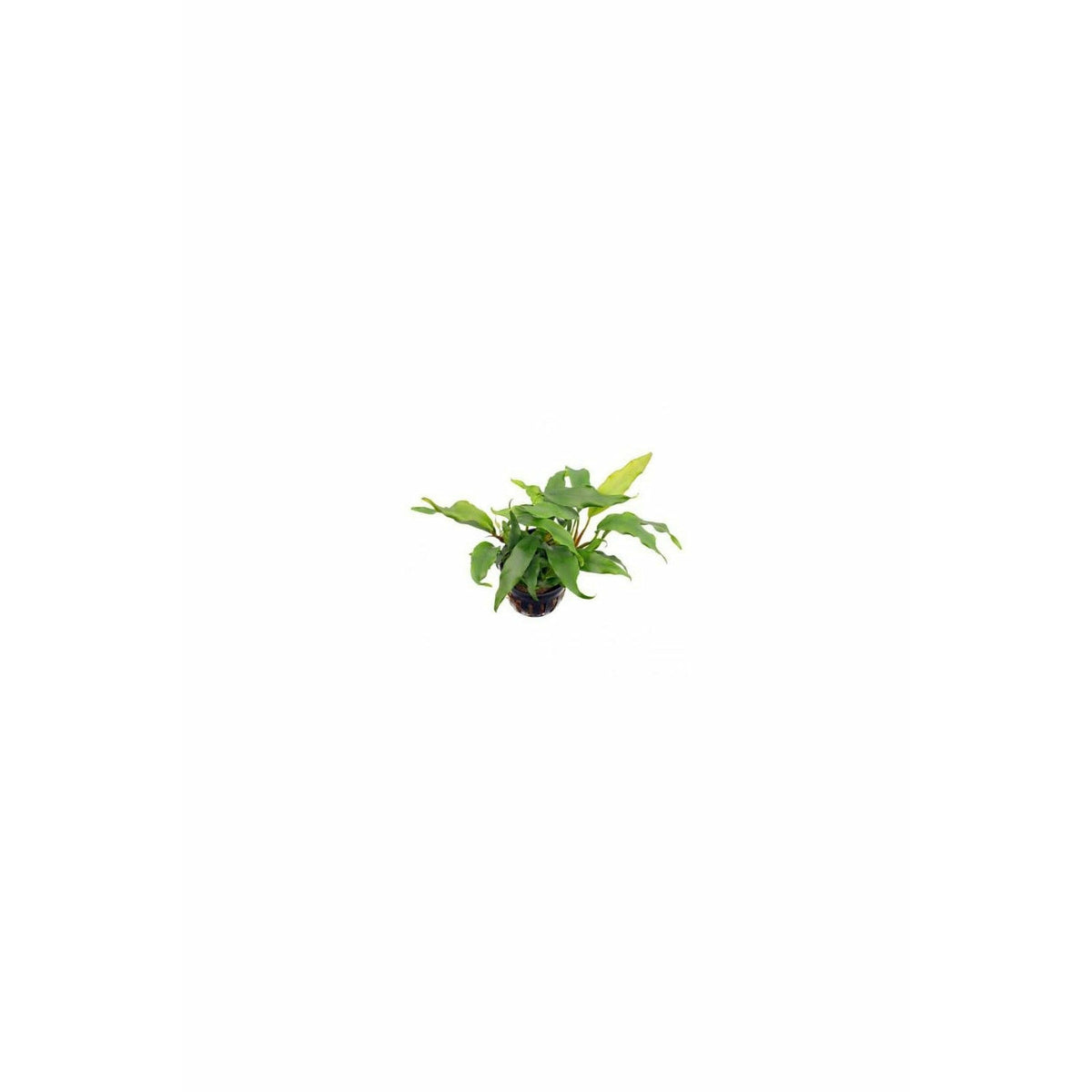 Anubias Glabra