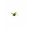 products/anubias.glabra.best4pets.in.jpg