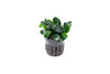 products/anubias.nana.bonsai.best4pets.in.webp