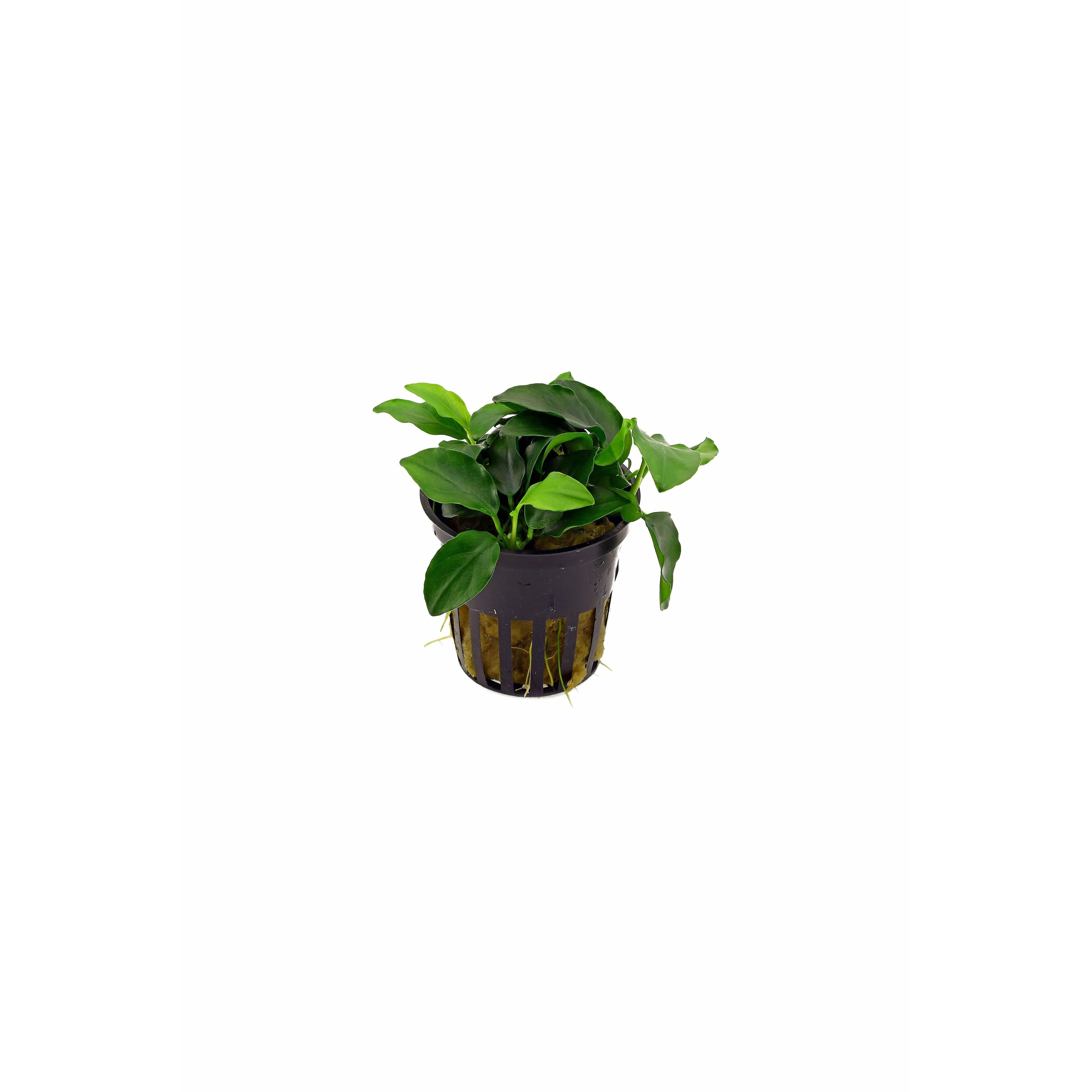 Anubias nana "petite"