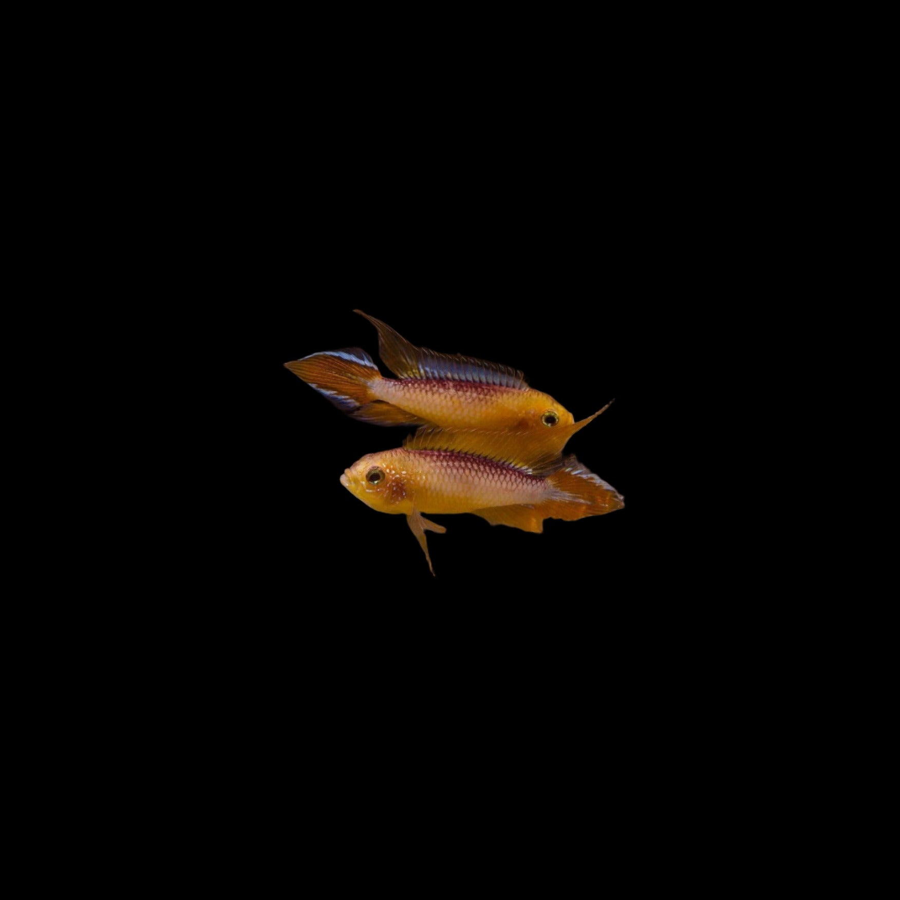 Apistogramma agassizii Golden