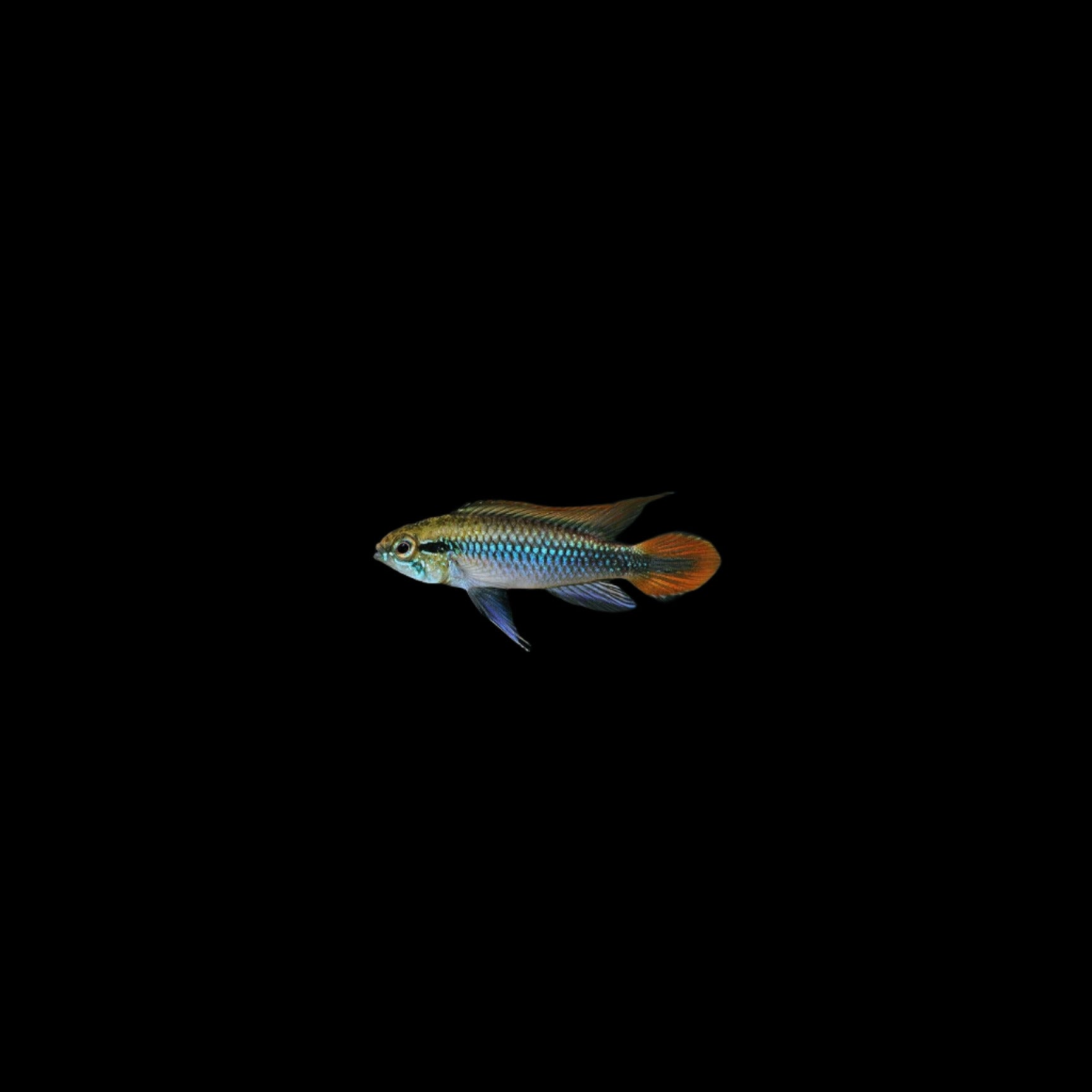 Apistogramma agassizi Double Red1.25"