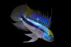 Apistogramma trifasciata Single