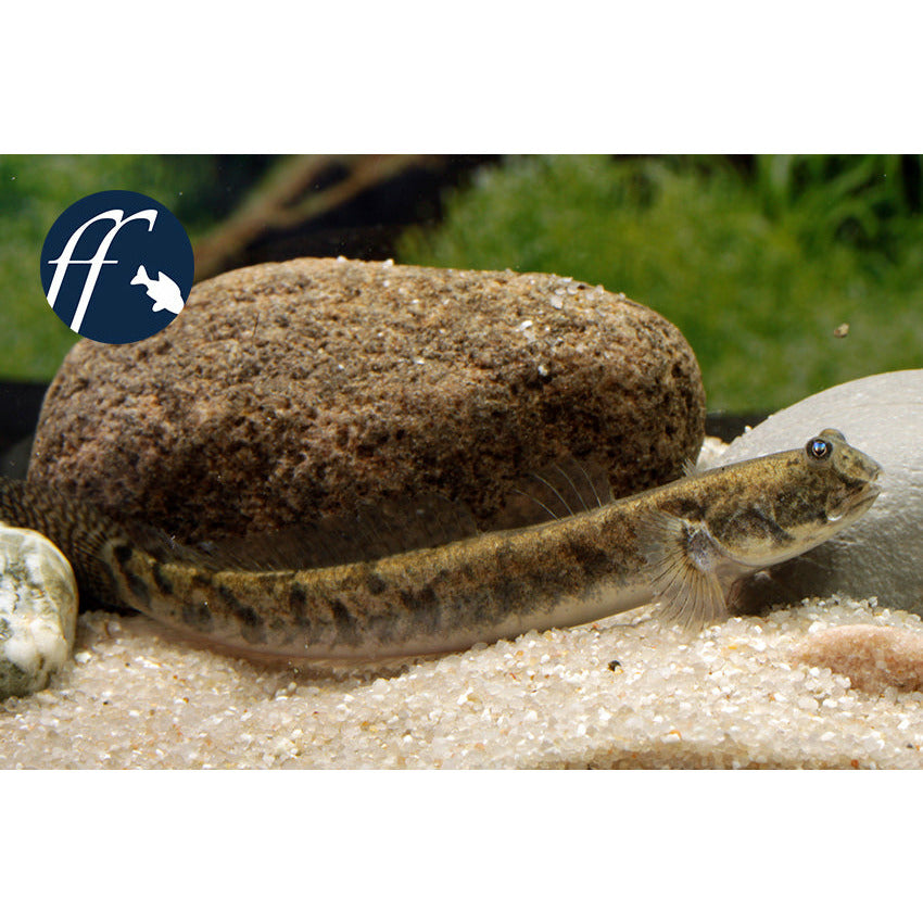 Indian Frogeye Goby 4"-5" - Best4Pets