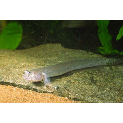 Indian Frogeye Goby 4"-5" - Best4Pets