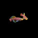 Assorted Killifish