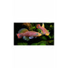 Load image into Gallery viewer, Assorted Killifish