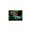 Load image into Gallery viewer, Assorted Killifish