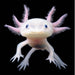 Axolotl 7