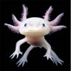 Load image into Gallery viewer, Axolotl 7&quot; - Best4Pets