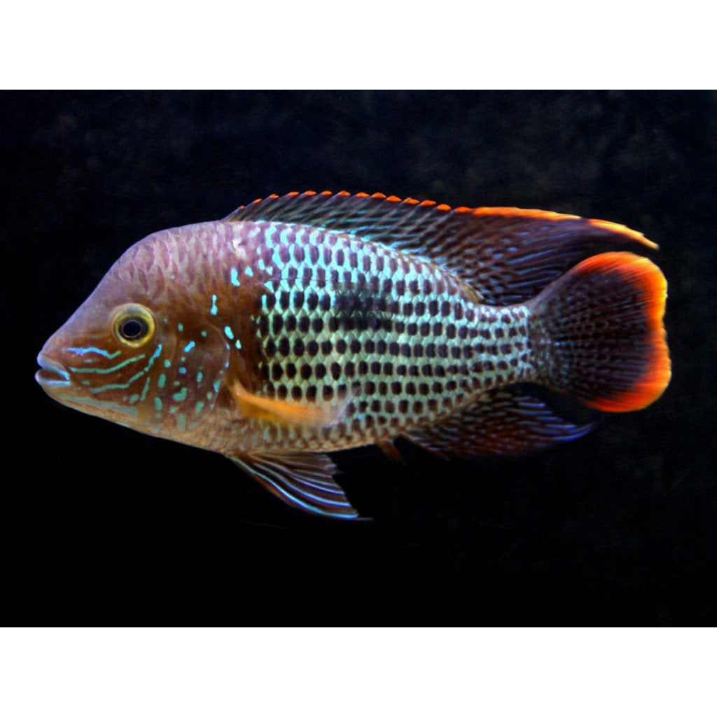 GREEN TERROR CICHLID ,4",A GRADE