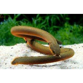 Rope Fish 10-12inch