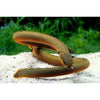 Rope Fish 10-12inch