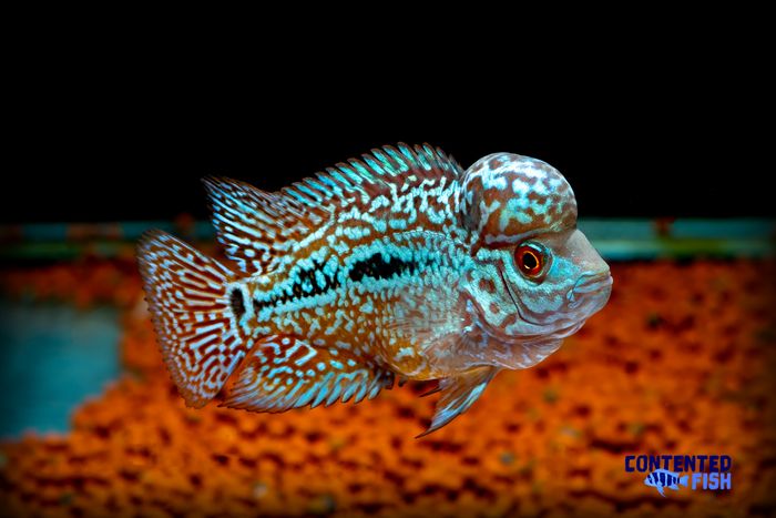 Baby Flowerhorn with Hump 4 Inch