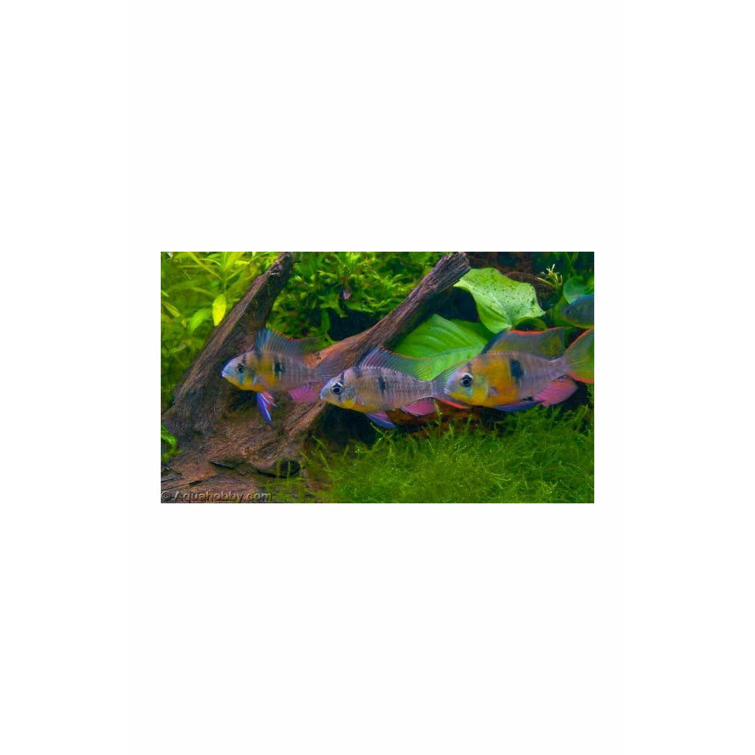 BOLIVIAN RAM CICHLID