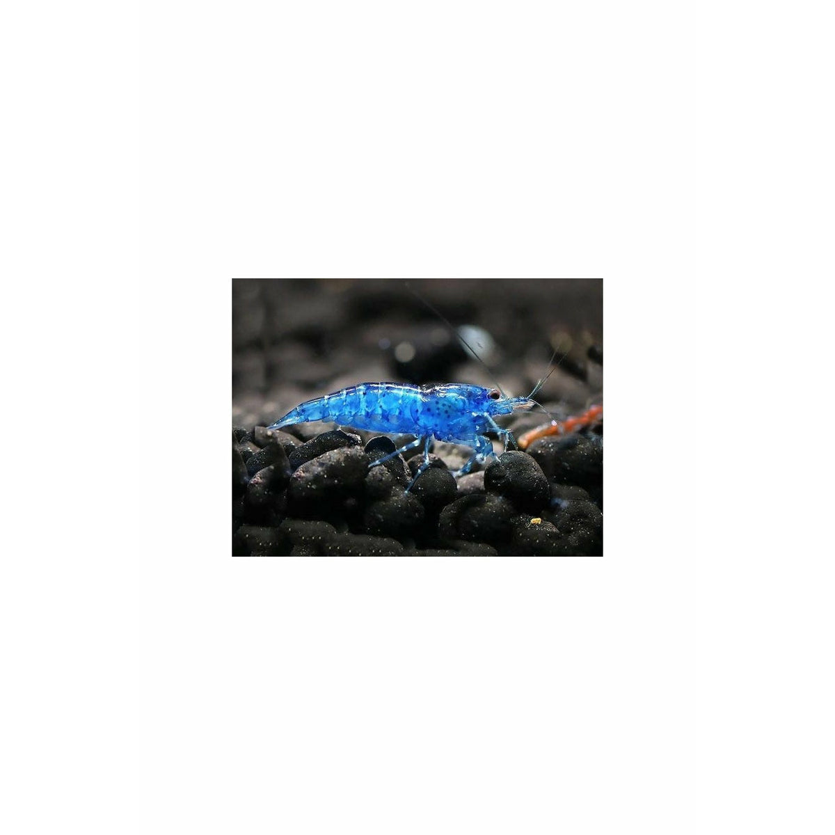 Electric Blue Shrimp (Neocaridina davidi - 1/2 to 1 inch Long)