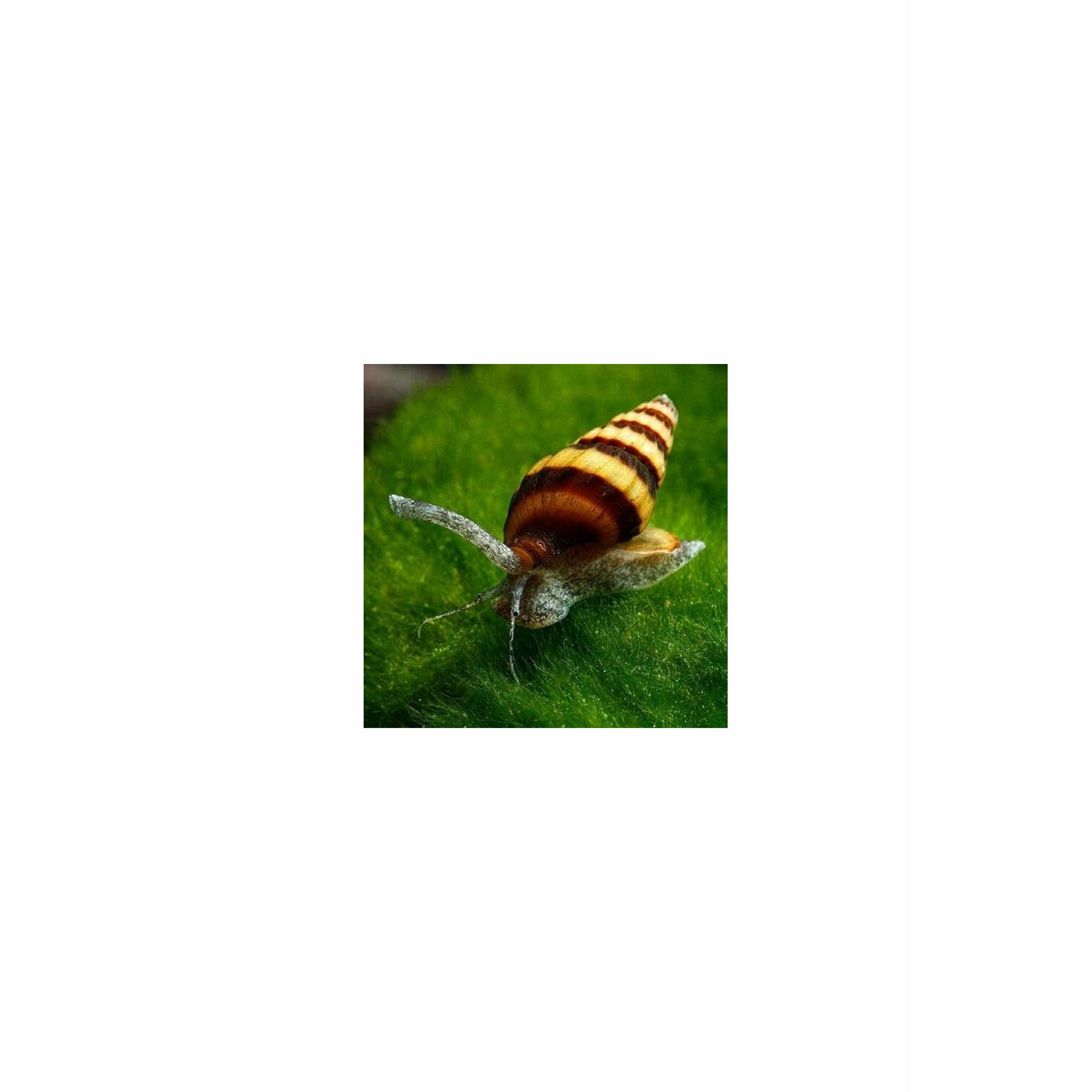 Assasin Snail