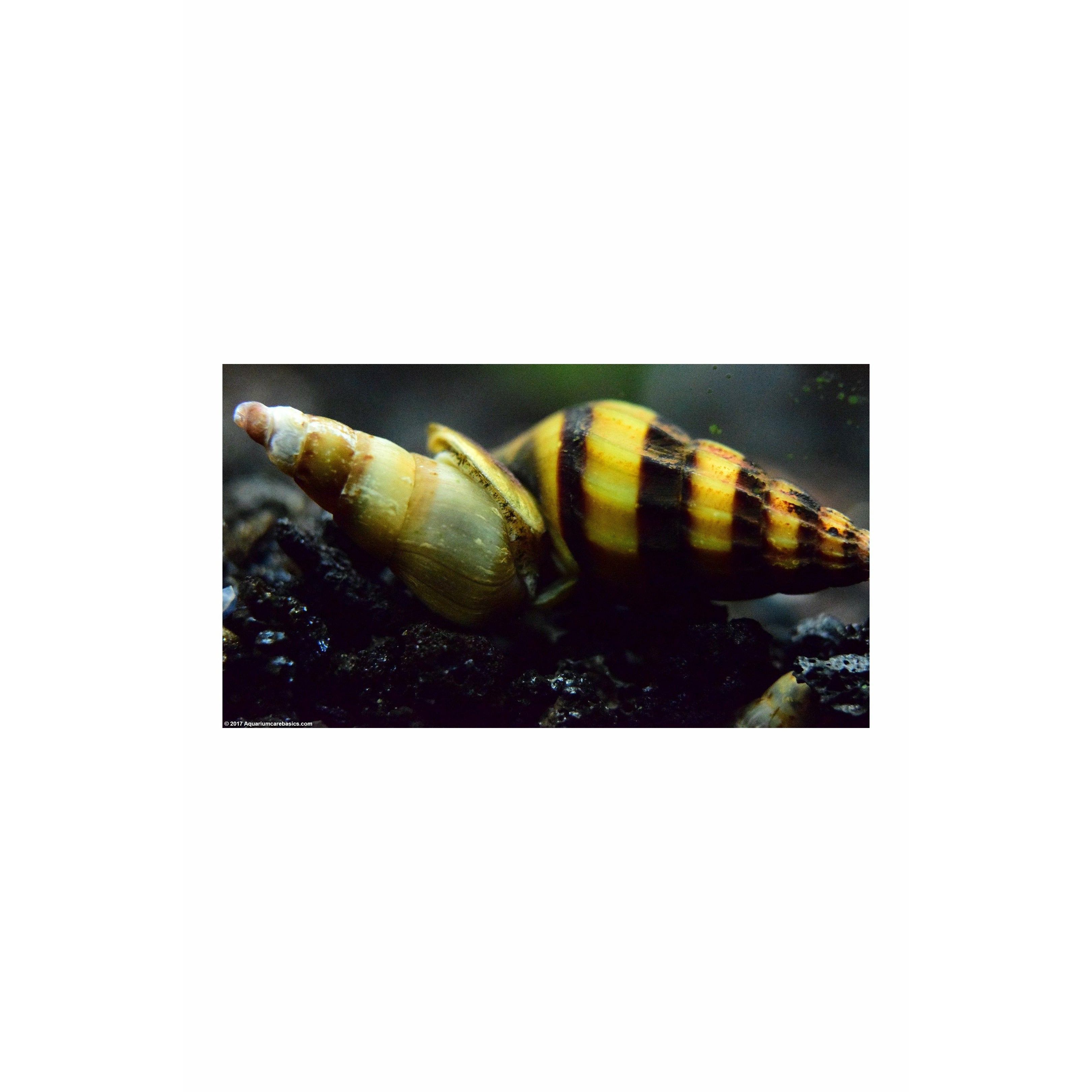 Assasin Snail