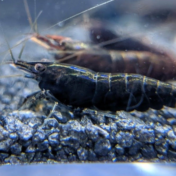 Black Rose Shrimp (High Grade)