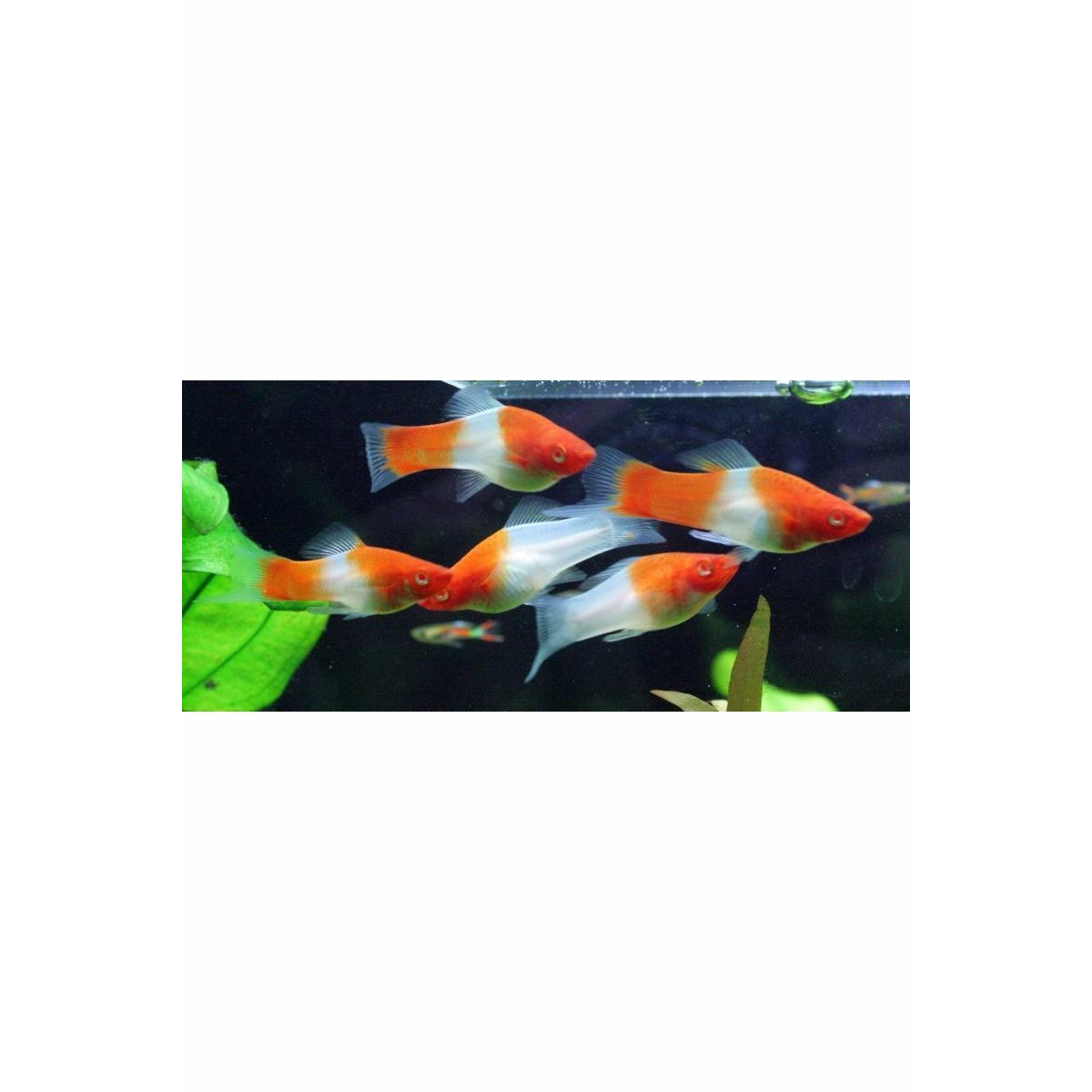 Kohaku Swordtail