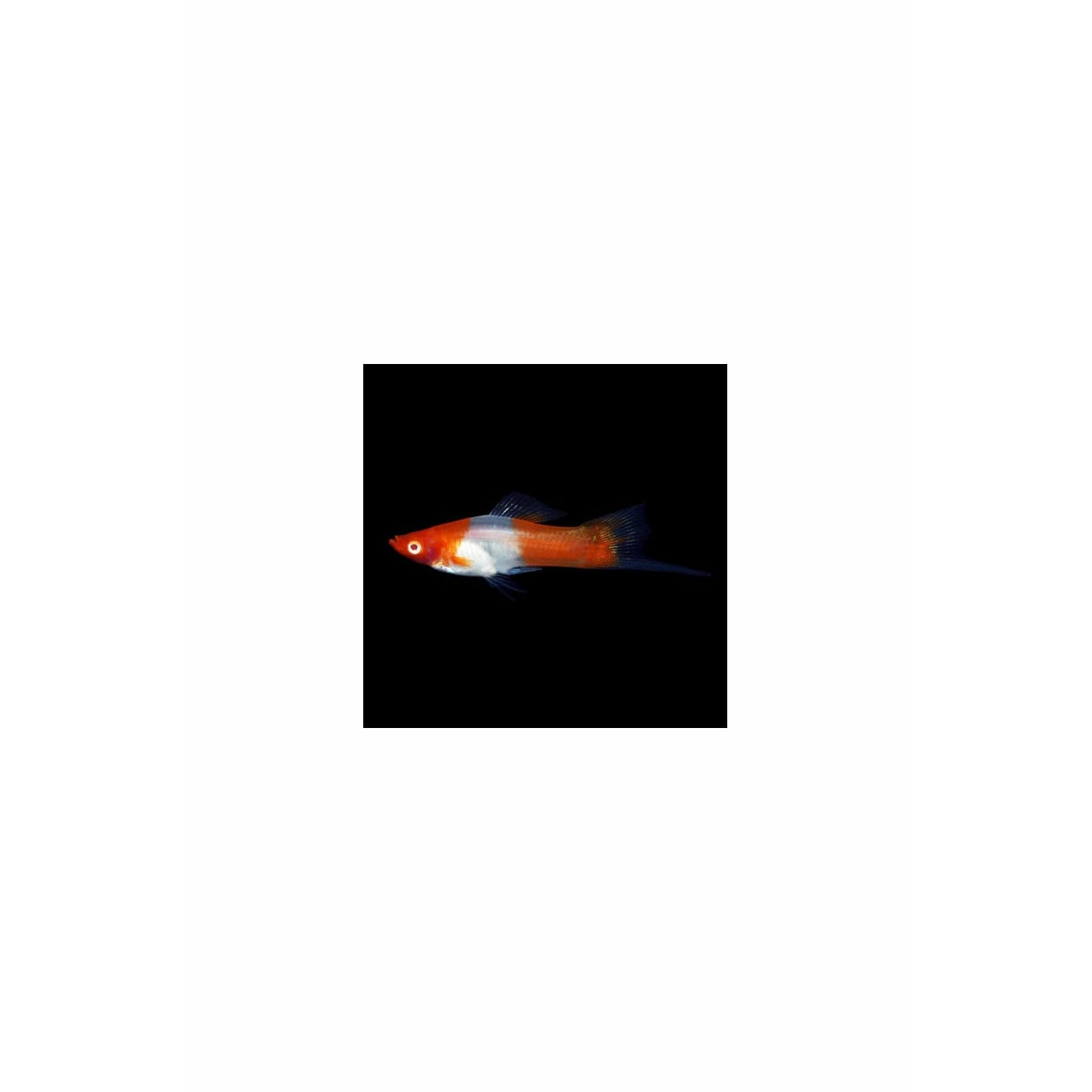 Kohaku Swordtail