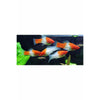 Kohaku Swordtail