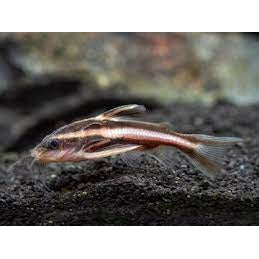 Striped Raphael Catfish