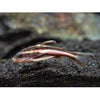 Load image into Gallery viewer, Striped Raphael Catfish